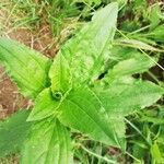 Silene latifoliaLeaf