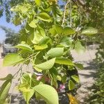 Dalbergia sissoo Leaf