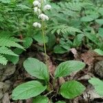 Pyrola elliptica 花