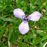 Herbertia lahue Flower
