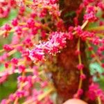 Bocquillonia lucidula Çiçek