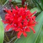 Nerine sarniensis Flower