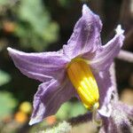Solanum trilobatum Blüte