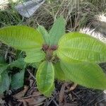 Tococa guianensis Leaf