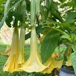 Brugmansia × candida Floro