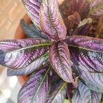 Strobilanthes auriculata 葉