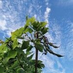 Erythrina caffra Φρούτο