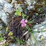 Dianthus glacialis Flor