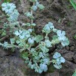 Alchemilla arvensis Лист