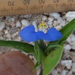 Commelina ensifolia 花