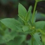 Linum campanulatum पत्ता