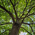 Catalpa ovata Elinympäristö