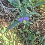 Commelina albescens 花