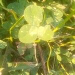 Trifolium repens 葉
