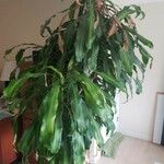 Dracaena fragrans عادت