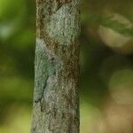Psathura borbonica 樹皮