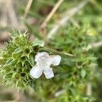 Satureja montana Квітка
