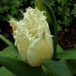 Tulipa agenensis Flower