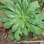 Oenothera biennisLeaf