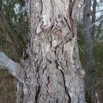 Casuarina teres Kôra