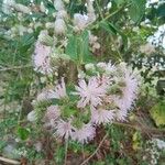 Cyrtocymura scorpioides Flower