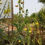 Crotalaria spectabilis Ліст