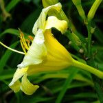 Hemerocallis lilioasphodelus Floro