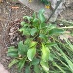 Limonium santapolense Hoja
