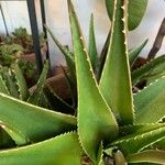 Aloe × delaetii Лист
