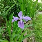 Iris tectorum Kukka