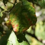 Dombeya ciliata Folla