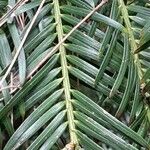 Torreya californica Folha