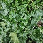 Arum italicum x Arum maculatum Hoja