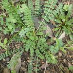 Astragalus hamosus Schors