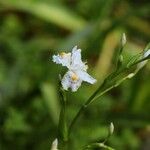 Iris japonica Kukka