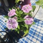 Dianthus chinensisFlower