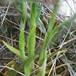 Anacamptis fragrans Folio