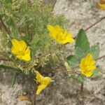 Hypecoum procumbens Flower