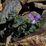 Viola diversifolia आदत