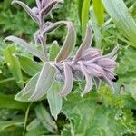 Nonea vesicaria Hoja
