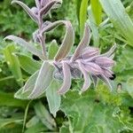 Nonea vesicaria Blatt