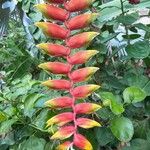Heliconia rostrata Çiçek