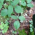 Rubus nigricans Leaf