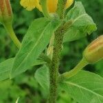 Oenothera × fallax Bark