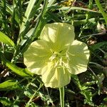 Oenothera triloba Λουλούδι