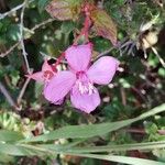 Centradenia inaequilateralis Flor