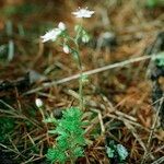 Sedum monregalense Vivejo