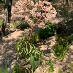 Begonia luxurians 花