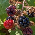 Rubus armeniacus Fruit