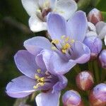 Guaiacum officinale Flower